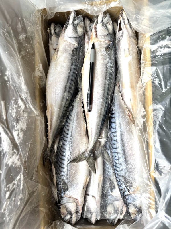 整尾挪威鯖魚：圖片 2