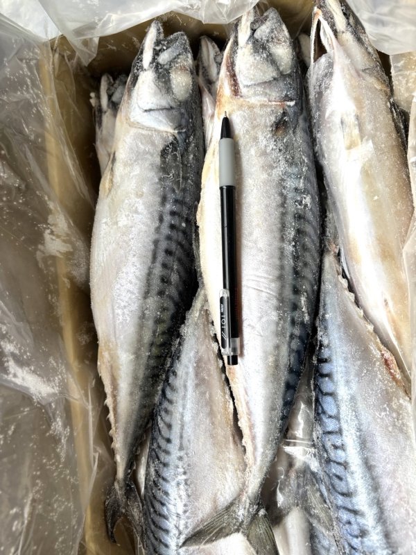整尾挪威鯖魚